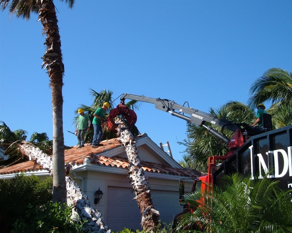 People are removing a fallen palm tree from a house roof using a crane. The scene is surrounded by other palm trees under a clear sky.
