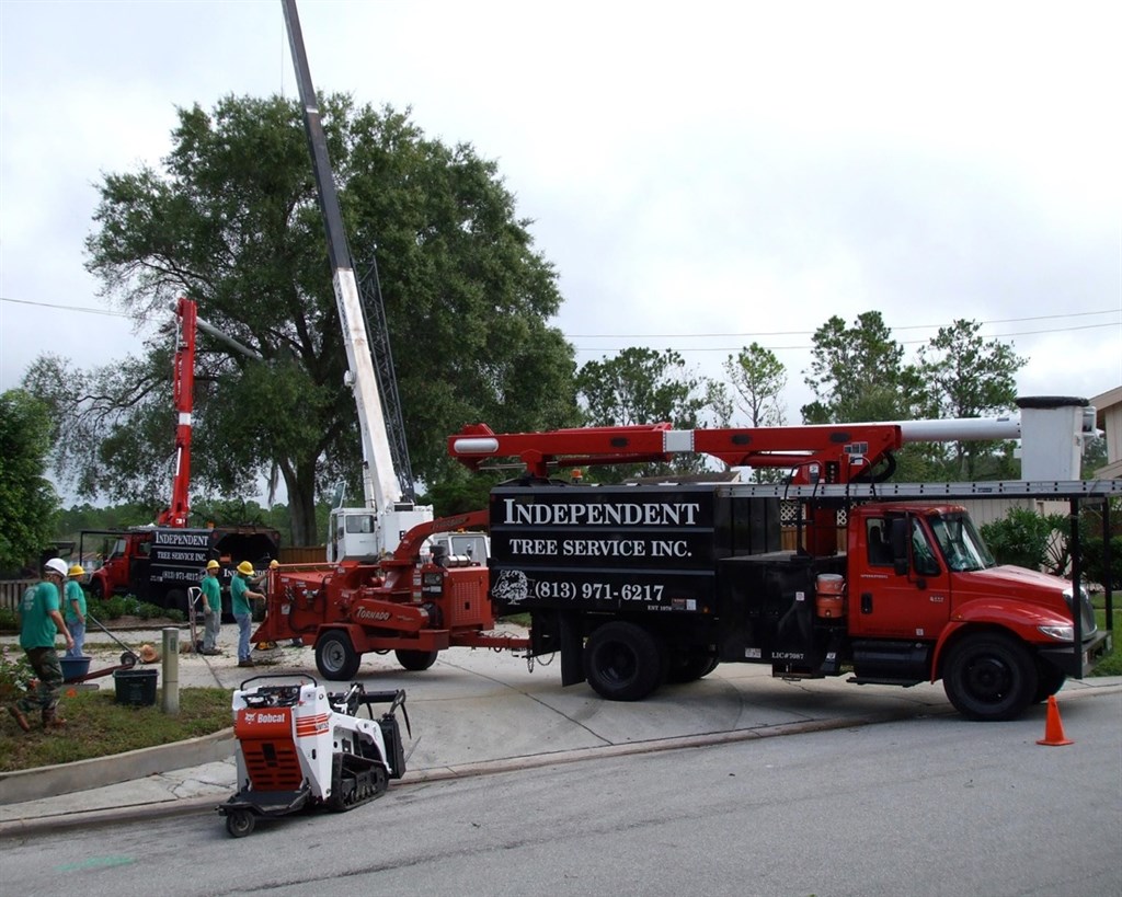 Tree service operation with crane and trucks on suburban street. Several people in safety gear work around machinery and equipment. Overcast sky, residential area.