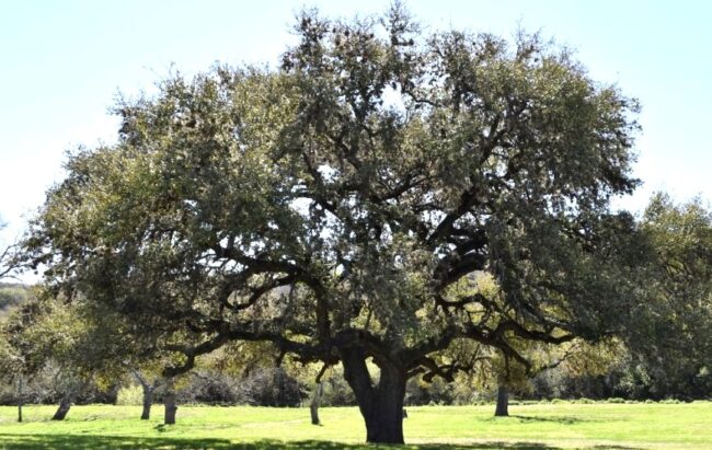 A sprawling oak tree stands prominently in a grassy field under a clear sky, surrounded by a few smaller trees in the background.