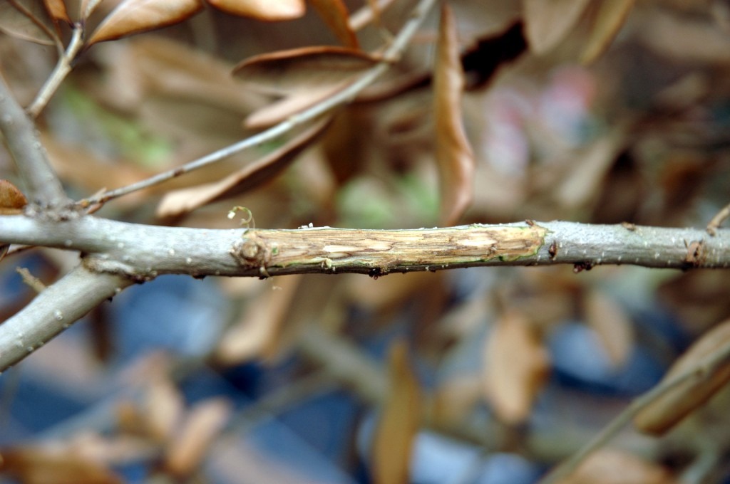 Close-up of a tree branch with bark damage, surrounded by dried leaves. The background is blurred, emphasizing the branch and its texture.