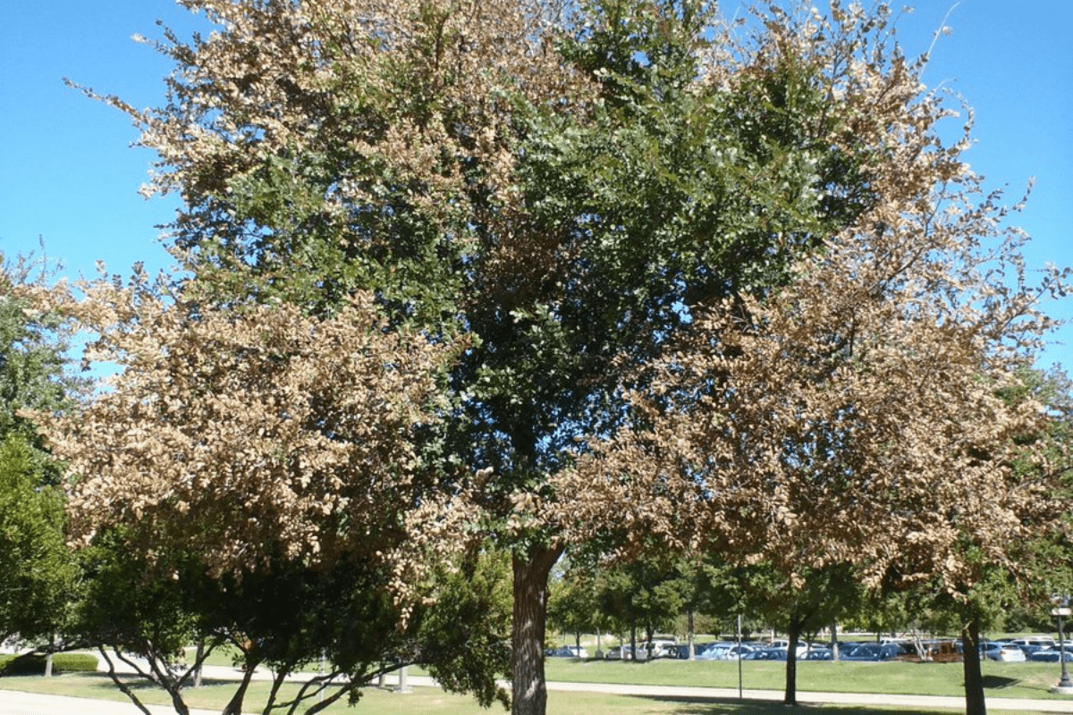 A park scene with a large tree surrounded by smaller trees; parking lot visible in the background under a clear blue sky.