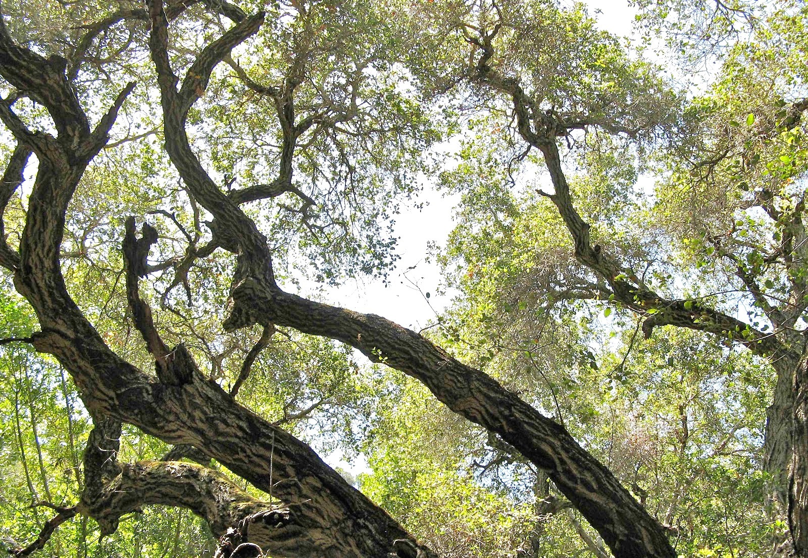 A sprawling canopy of twisted, ancient trees with thick branches reaching skyward, filtering sunlight through dense, lush green foliage in a forest setting.