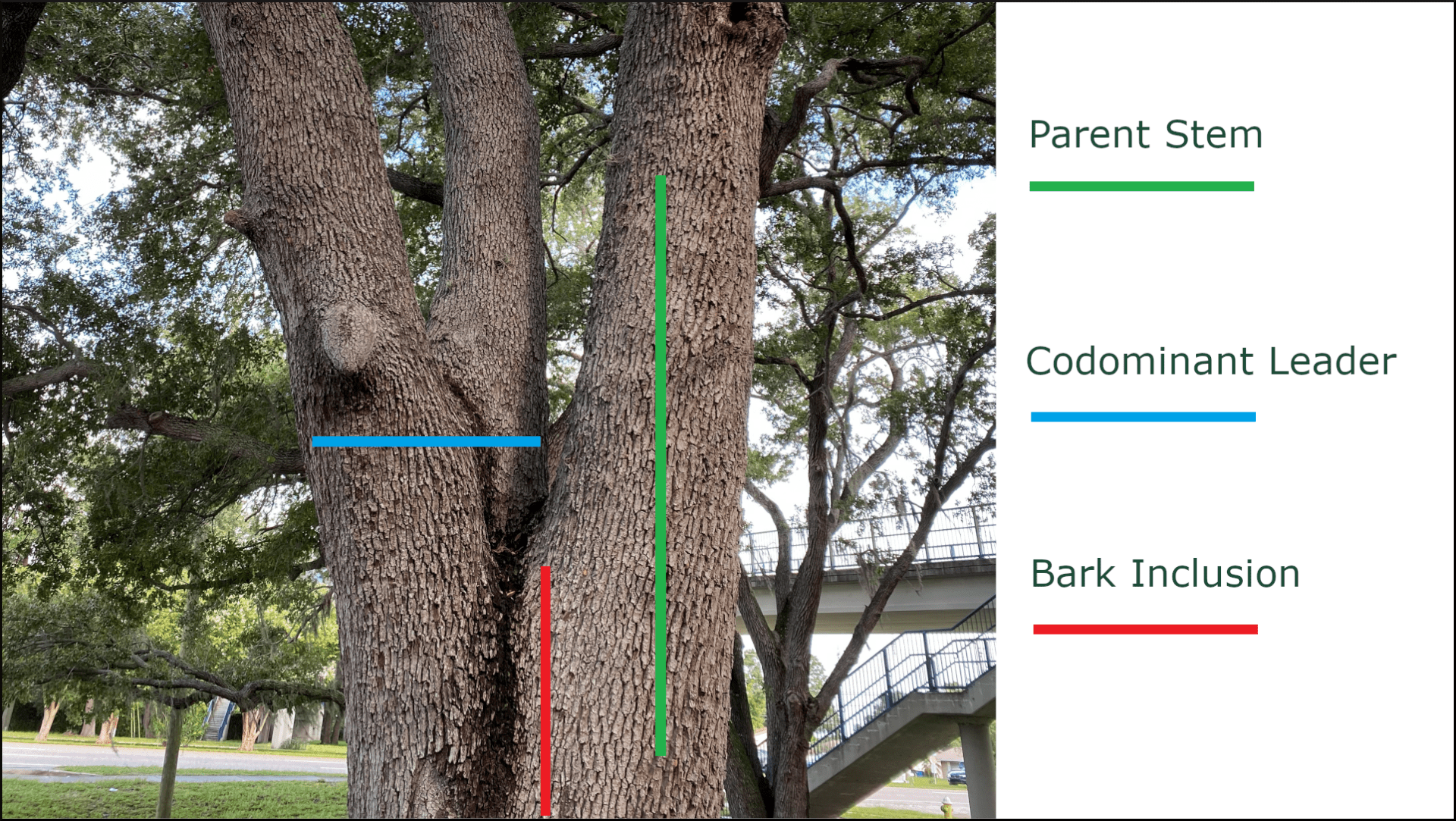 A large tree with labeled parts: parent stem, codominant leader, and bark inclusion. A bridge is visible in the background.