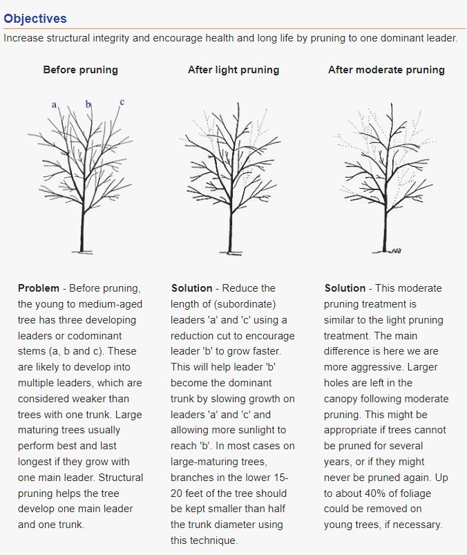 Illustration showing a tree before pruning, after light pruning, and after moderate pruning, alongside textual explanations of each stage's objectives and solutions.