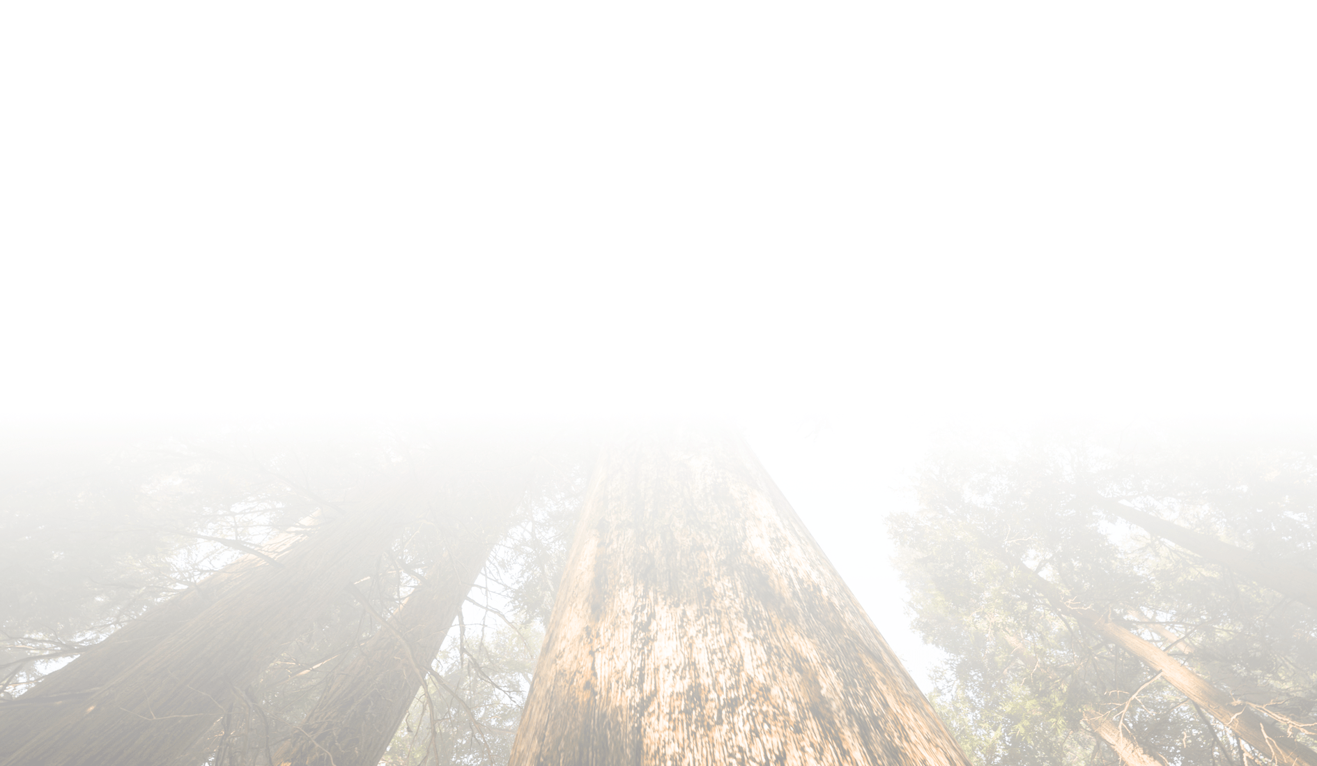 Tall trees shrouded in dense fog create a mysterious atmosphere, with sunlight peeking through, highlighting the forest's serene and tranquil environment.