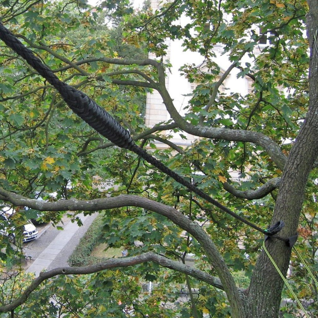 Tree branches with a cable and metal rod installation viewed from above; a sidewalk and street are visible through the leaves.