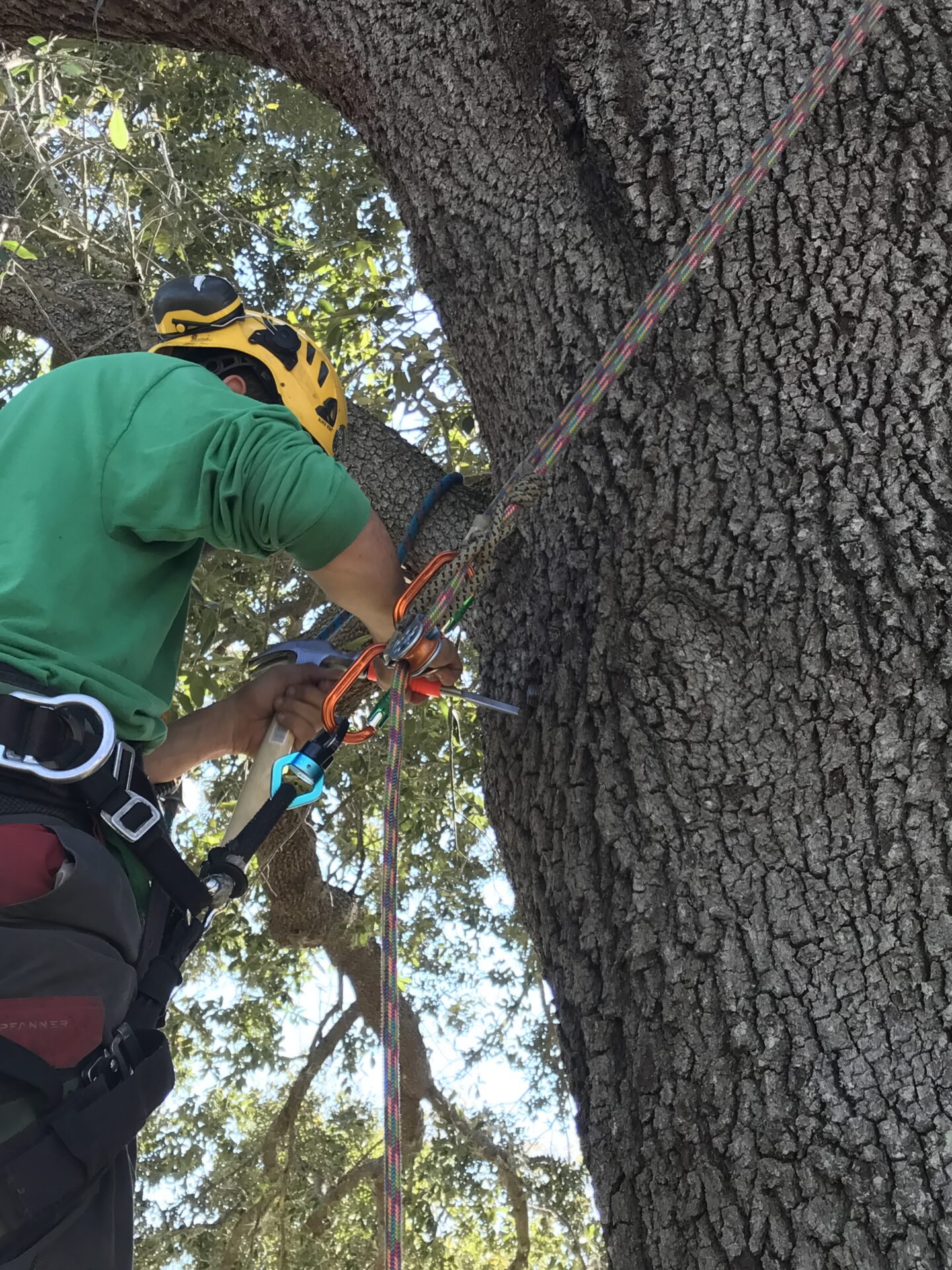 A person wearing climbing gear and a helmet is securing ropes around a large tree trunk in a wooded area.