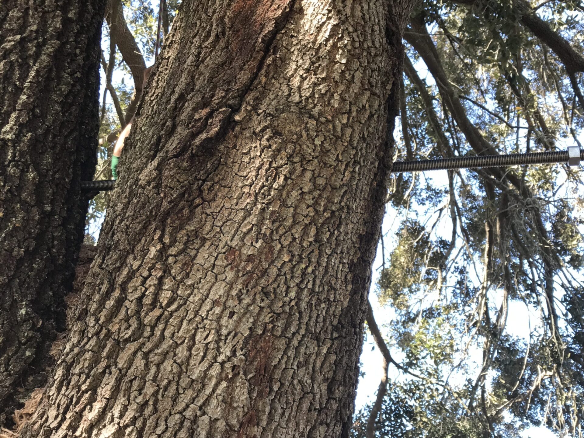 A person is climbing a large tree, using a ladder secured with a strap. Sunlight filters through the dense canopy of leaves.