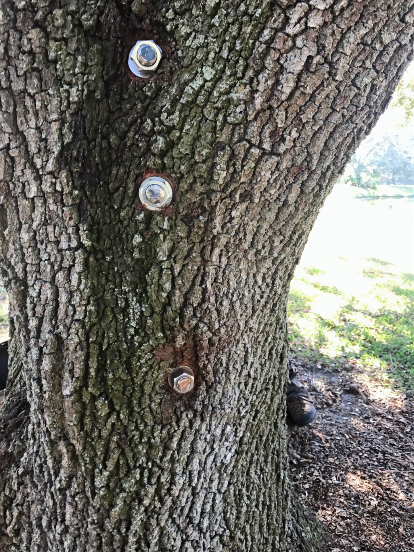 Tree trunk with three large bolts embedded in it, surrounded by grass and mulch. Sunlight casts dappled shadows on the scene.