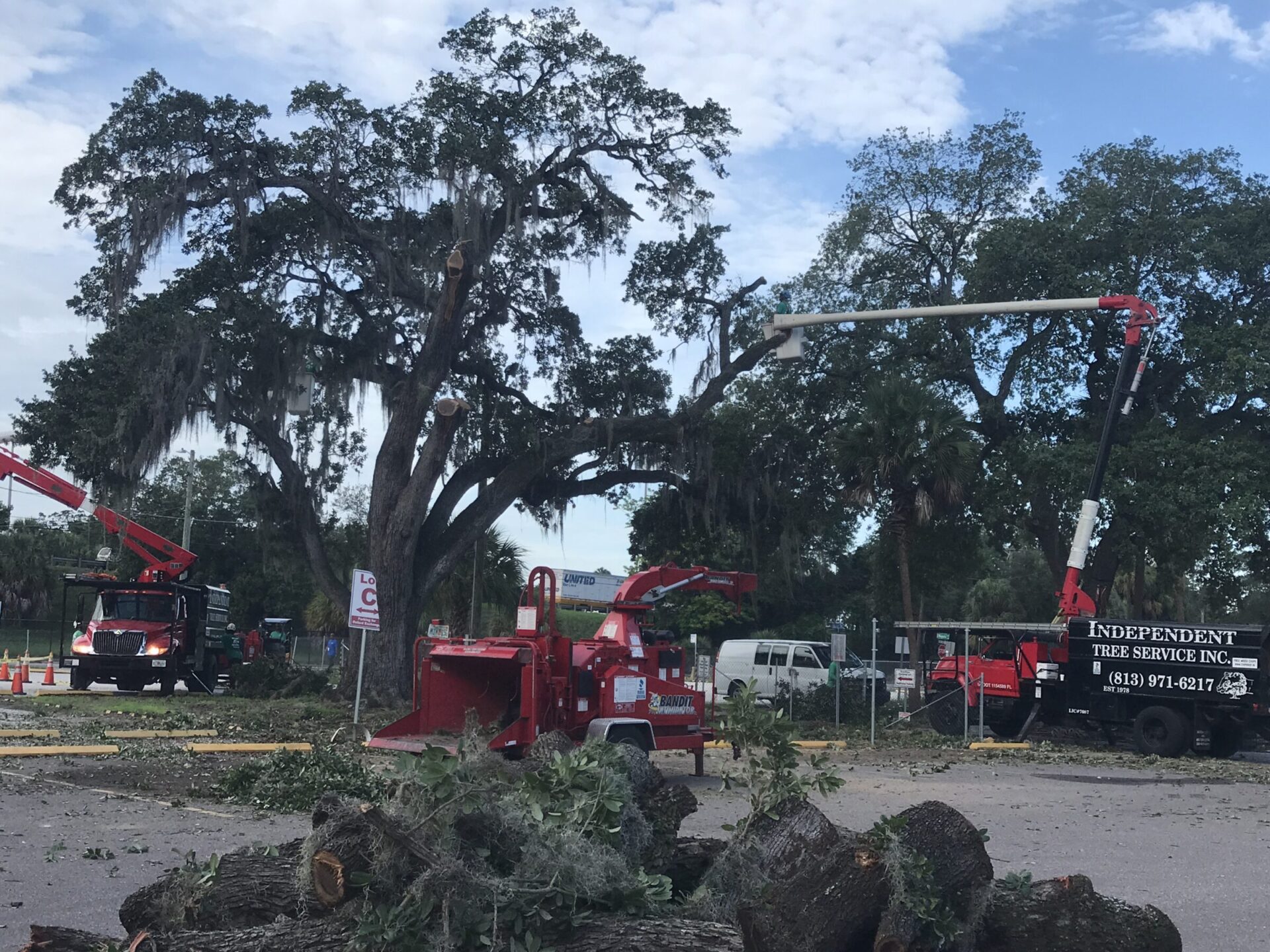 Tree removal scene with two cranes and workers managing debris. Trucks and cut logs are visible. Sky is partly cloudy with surrounding trees.