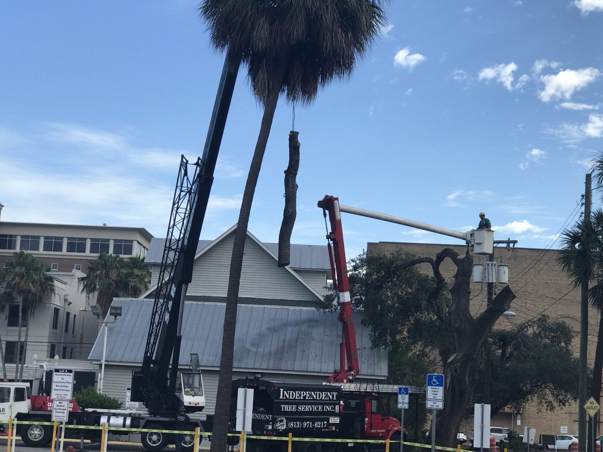 A person operates a lift to trim tall trees on a city street, with several buildings in the background. Equipment truck present.