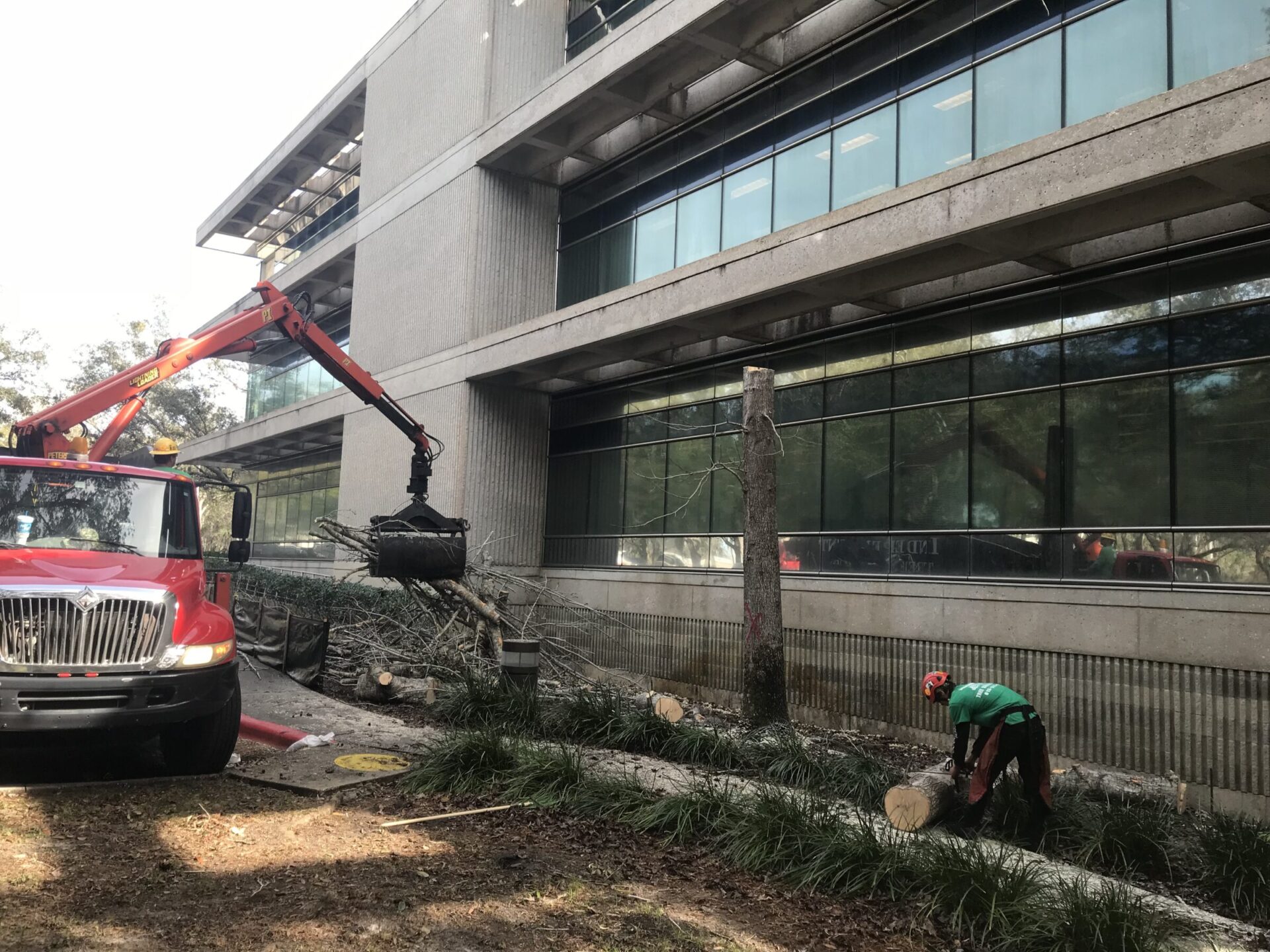 A person in protective gear operates near a red truck with crane, cutting fallen trees in front of a modern office building.