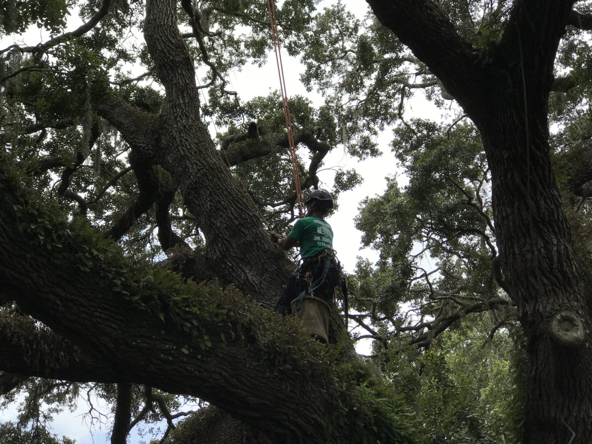 A person in climbing gear is ascending a large tree, surrounded by lush green foliage, with ropes assisting their climb.