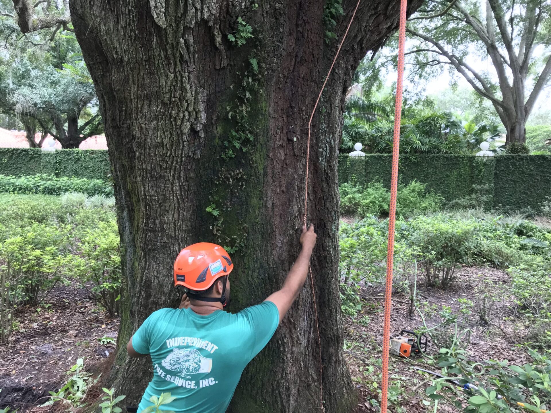 A person wearing a helmet inspects a large tree in a lush garden. Nearby, equipment is visible, and trees surround the area.