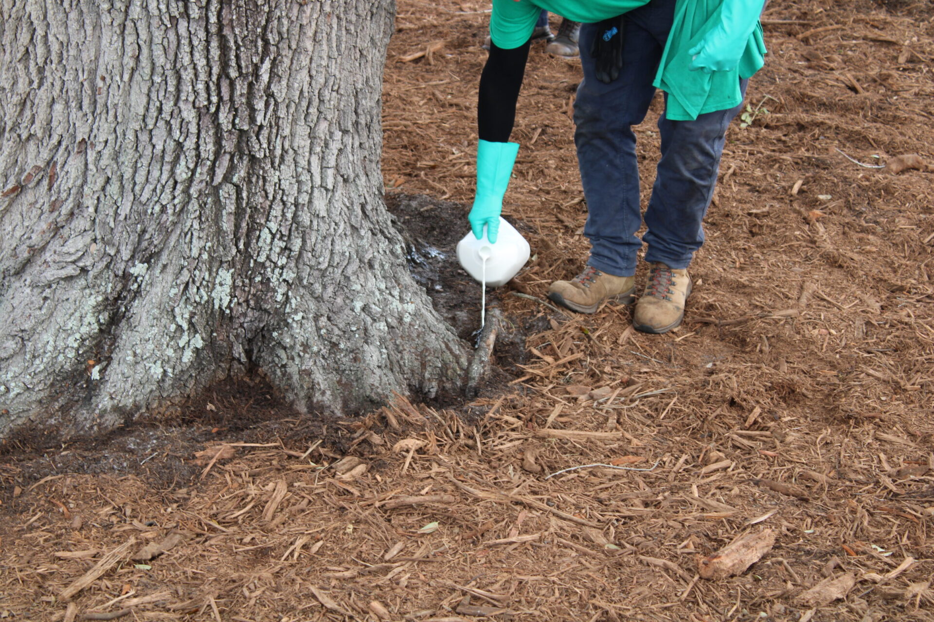 A person wearing gloves pours liquid at the base of a large tree, surrounded by mulch on the ground.