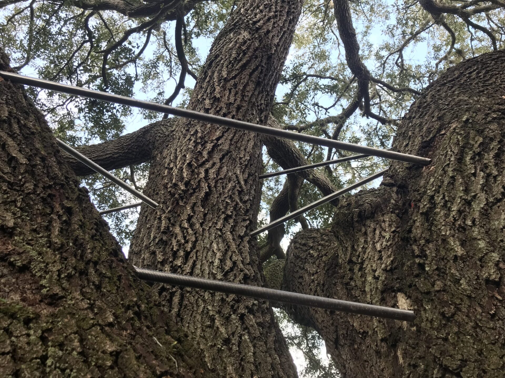 Close-up of a large tree trunk reinforced with metal rods. The branches extend outward, covered in green foliage, under a partly cloudy sky.