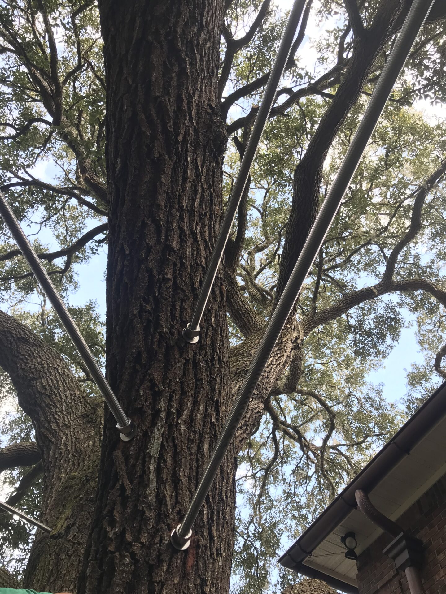 Tree supported by metal rods, surrounded by leafy branches. The image includes part of a building roof corner under a clear blue sky.