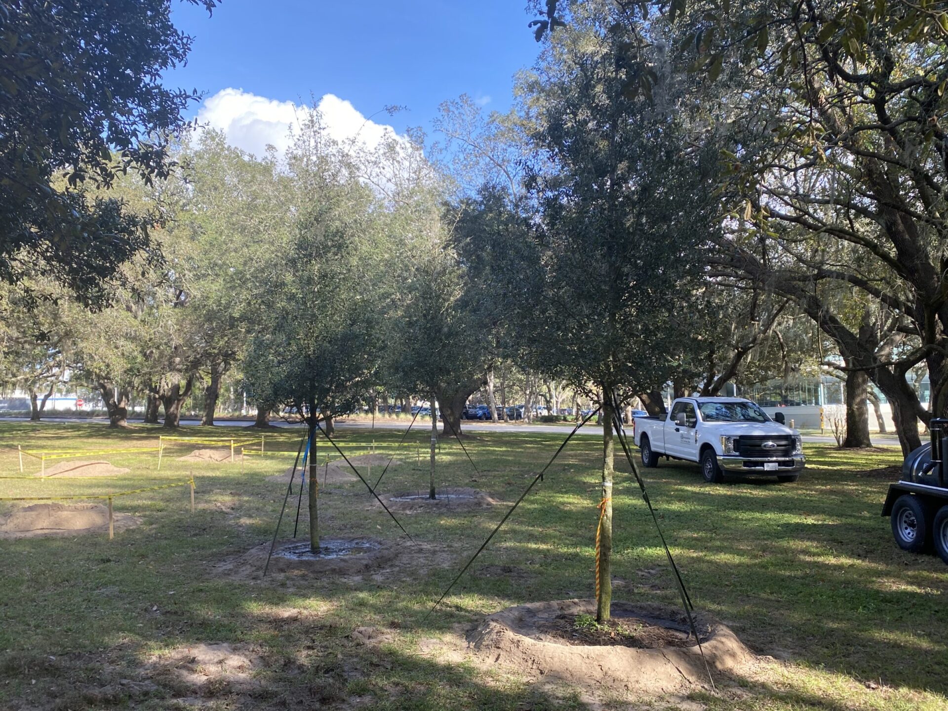 Several young trees supported by stakes in a grassy park. A white truck and a few parked vehicles are visible in the background.