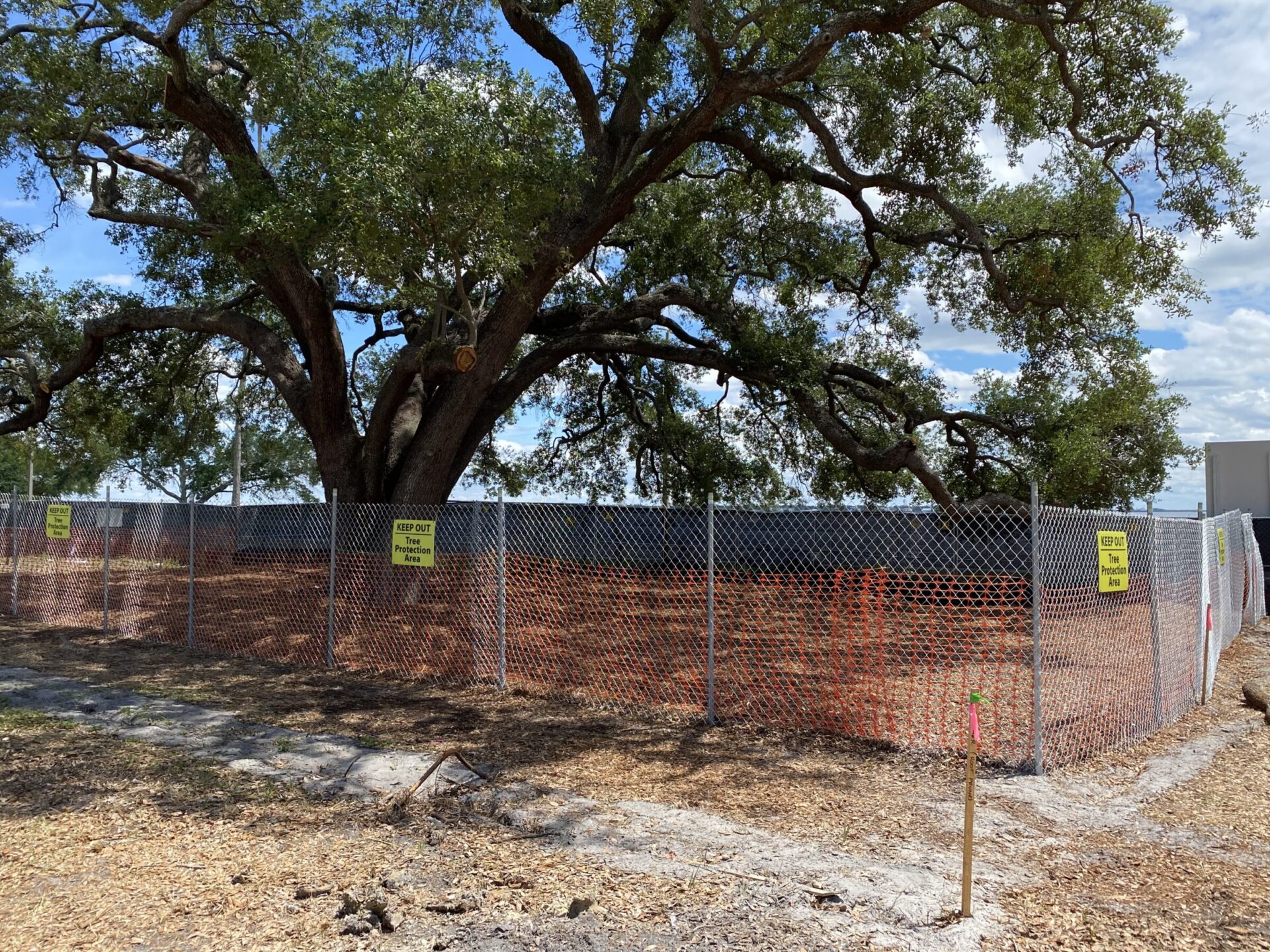 A large tree is surrounded by a fenced area under construction. Signage is present on the fence, with a clear blue sky above.