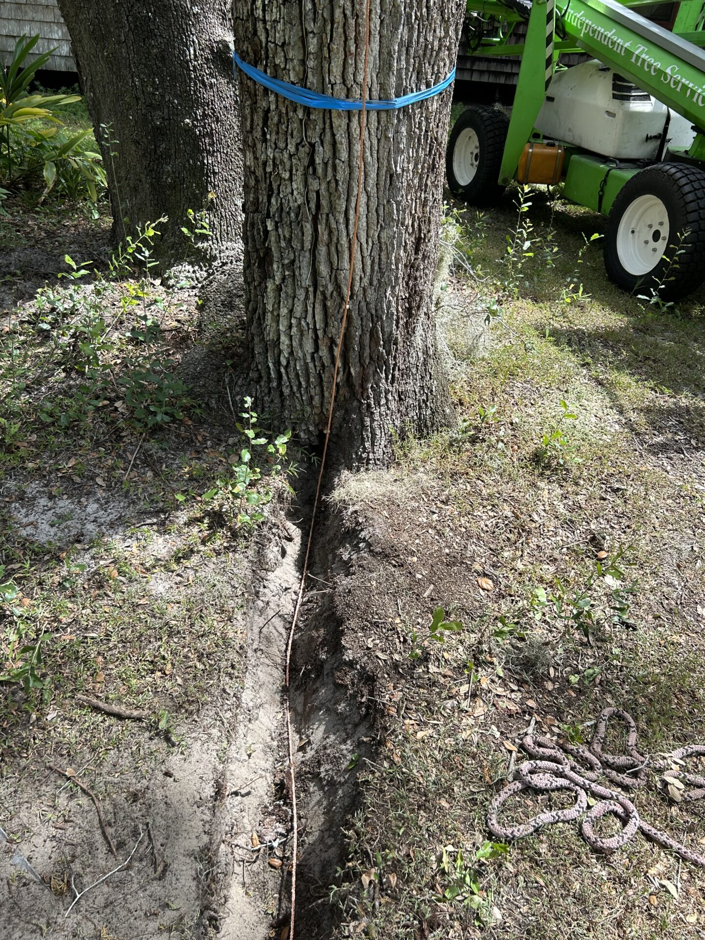 A tree wrapped with a blue strap stands near a trench. Nearby is a green machine labeled “Arboriculture Tree Service” and a coiled rope.