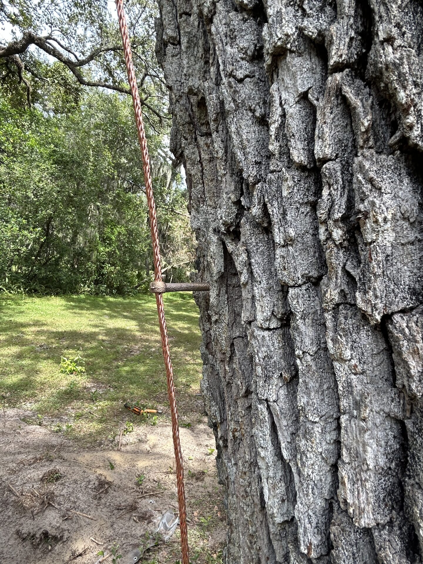 Close-up of a thick tree trunk with a rusted cable attached. The background shows a grassy area and scattered branches under sunlight.