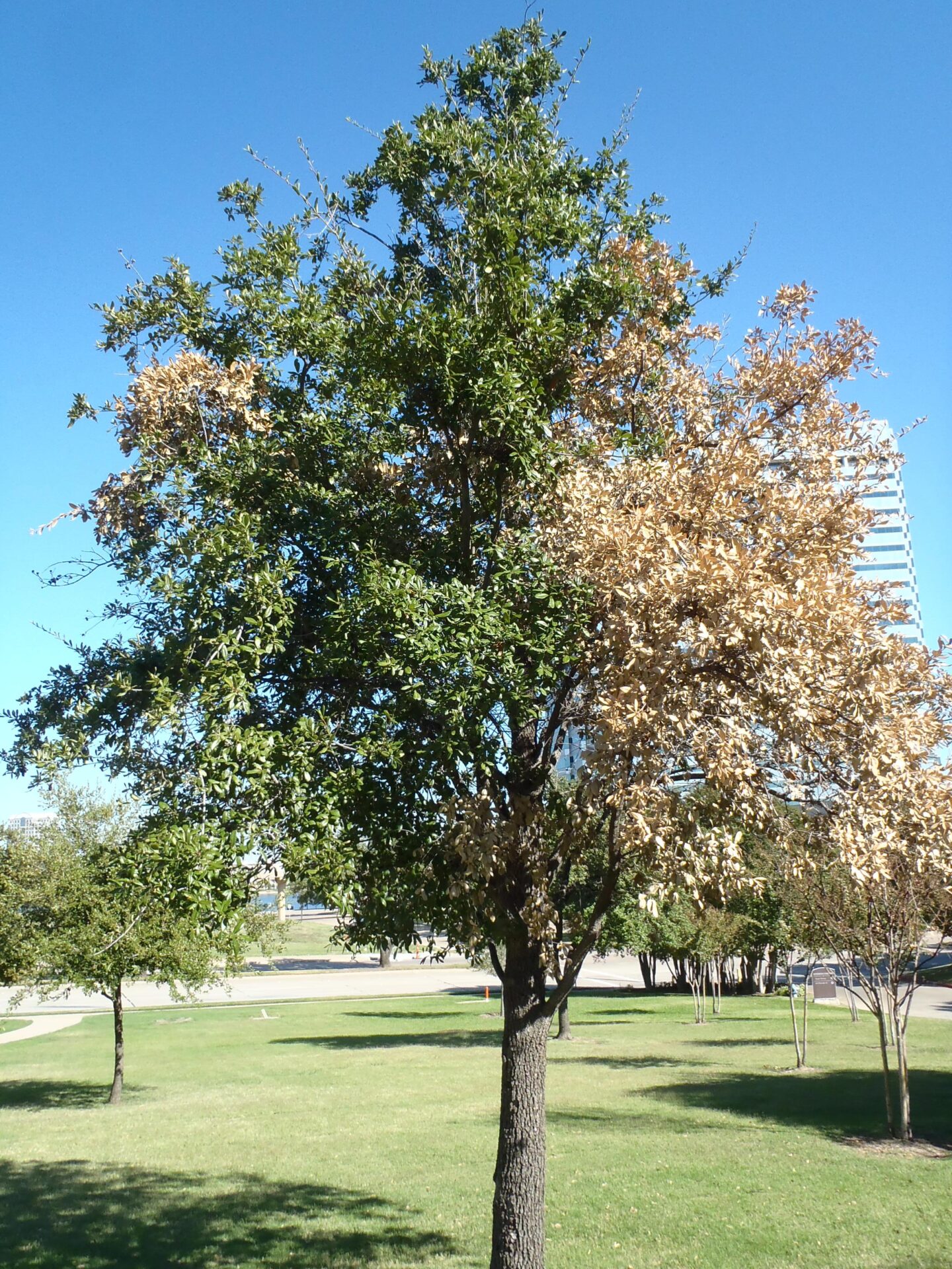 A tall tree with green and brown leaves stands in a grassy area. A modern building is visible in the background under a blue sky.