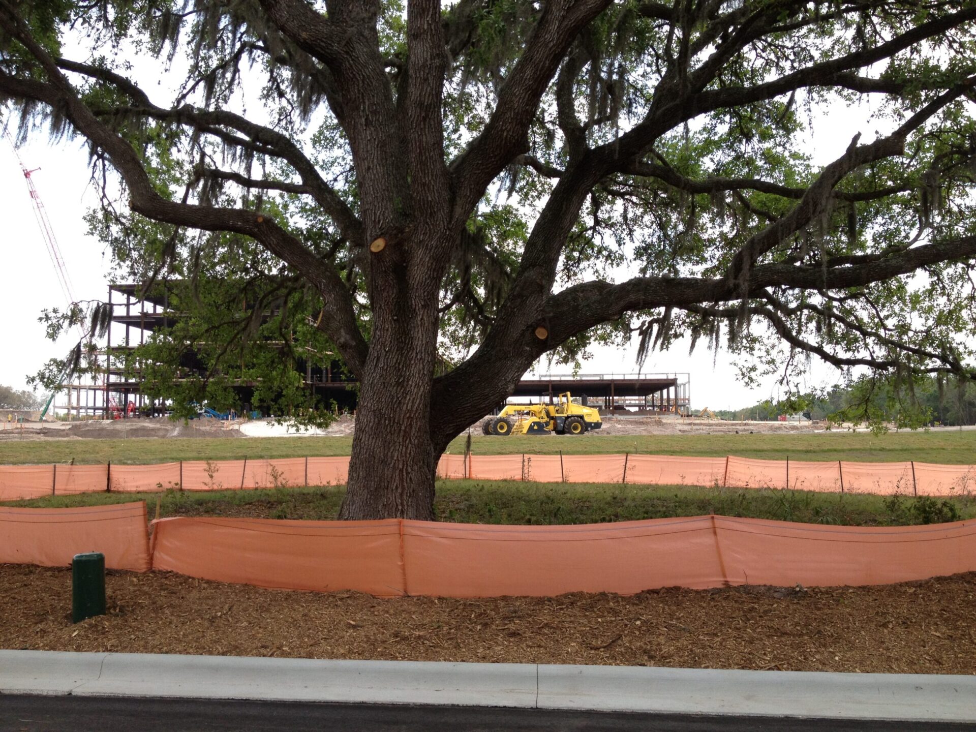 A large tree with construction equipment and a building frame in the background, surrounded by orange safety fencing and a paved road.