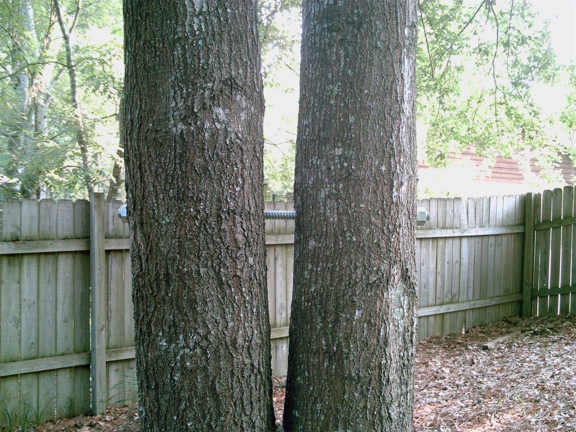 Two large tree trunks stand side by side in a backyard, bordered by a wooden fence, with leafy branches overhead. No landmarks visible.