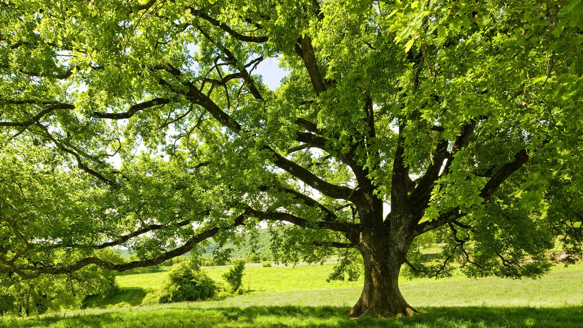 A large, lush green tree stands in a sunny, open field, surrounded by greenery and clear blue skies, evoking tranquility and nature's beauty.