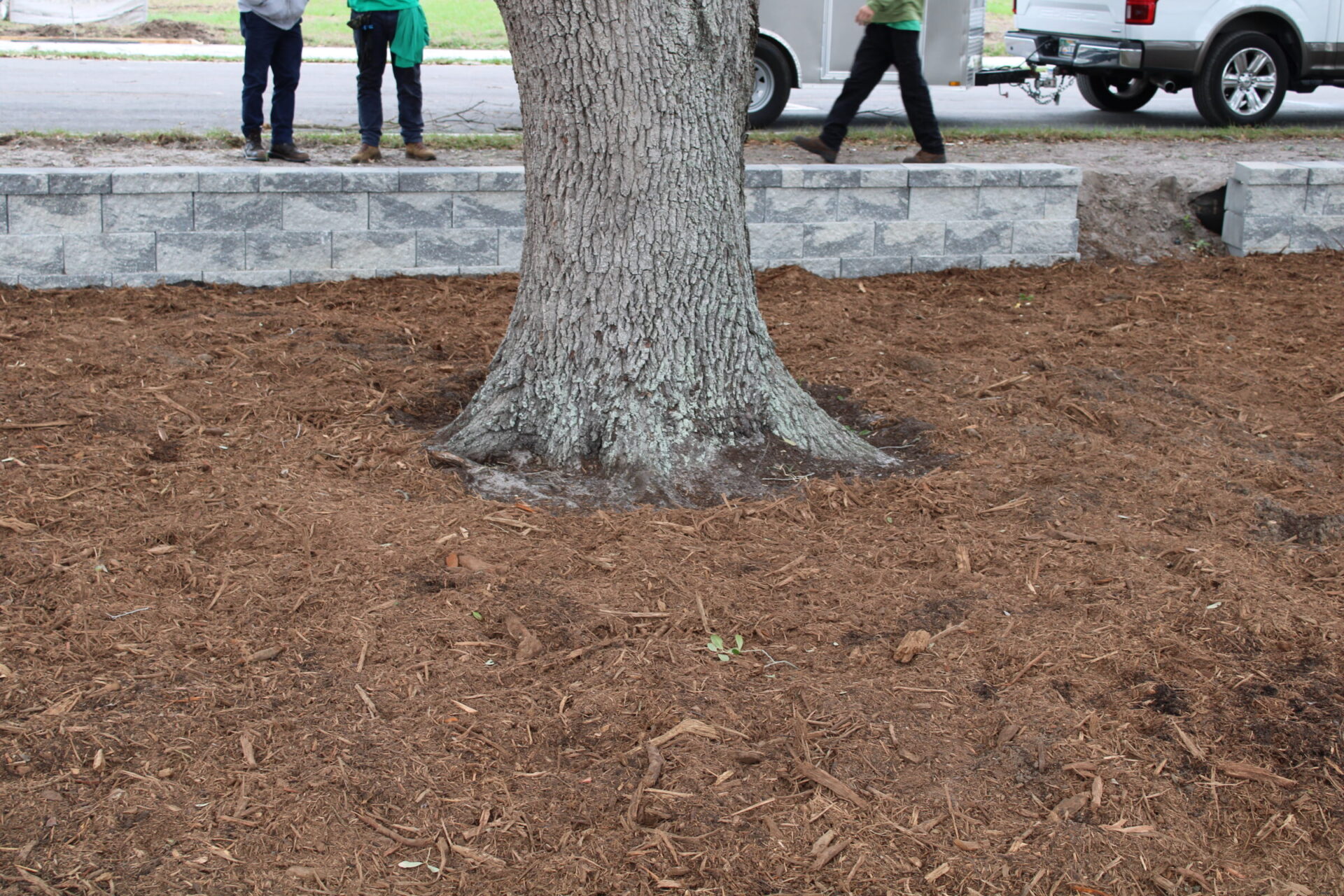 A tree trunk surrounded by mulch, with three people in the background near a stone retaining wall and parked vehicles.