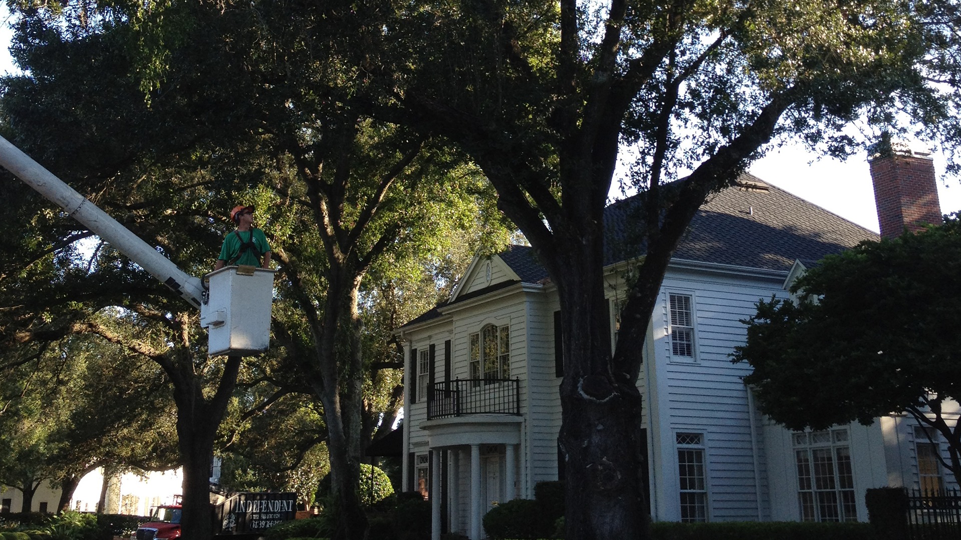 A person in a bucket lift works on trees near a white, two-story colonial-style house surrounded by greenery, with sunlight filtering through leaves.