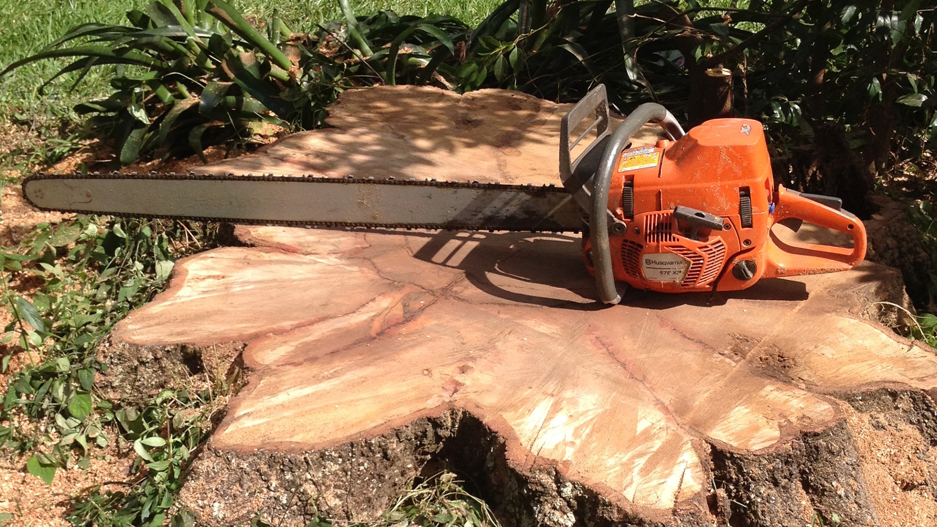 An orange chainsaw rests on a freshly cut tree stump, surrounded by greenery and sunlight.