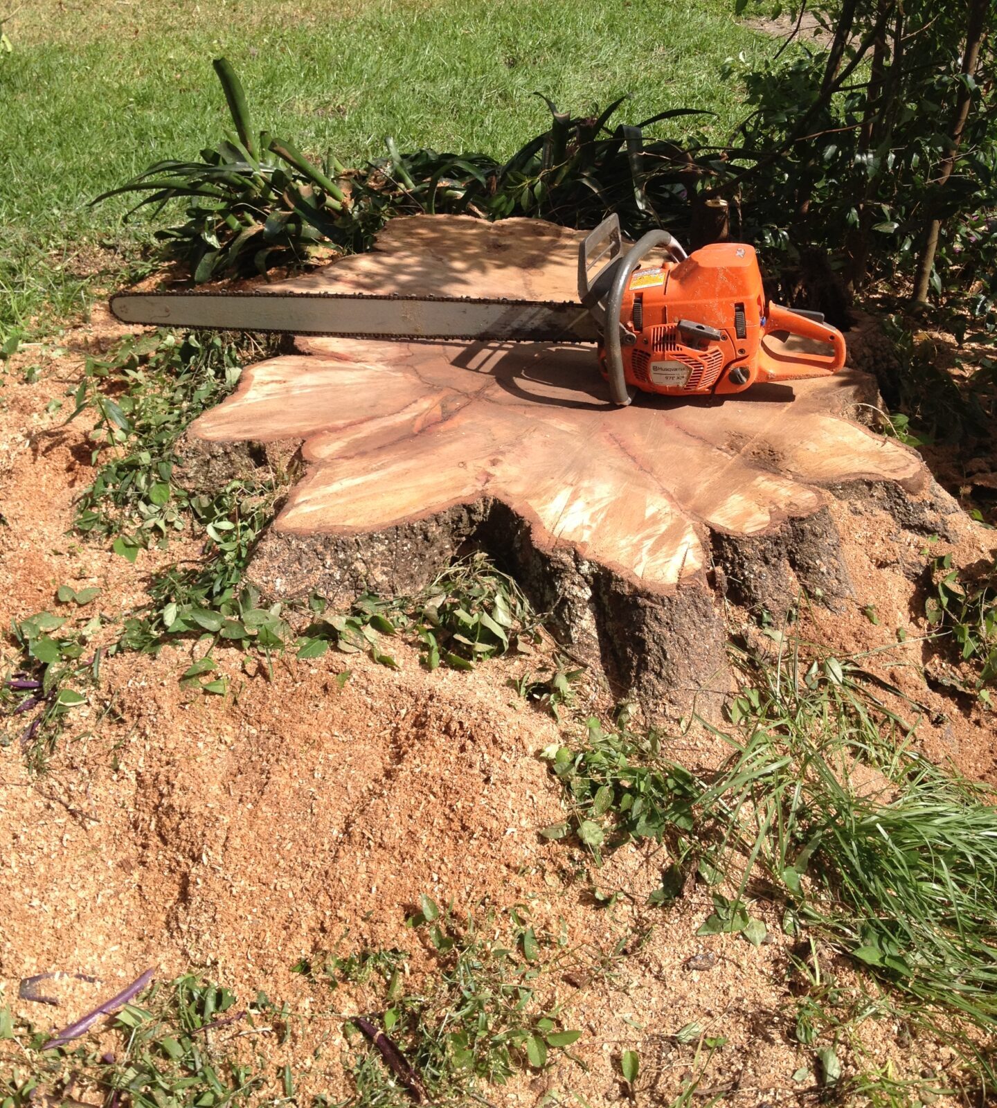 A chainsaw rests on a freshly cut tree stump surrounded by wood chips and grass, suggesting recent tree removal in a garden setting.