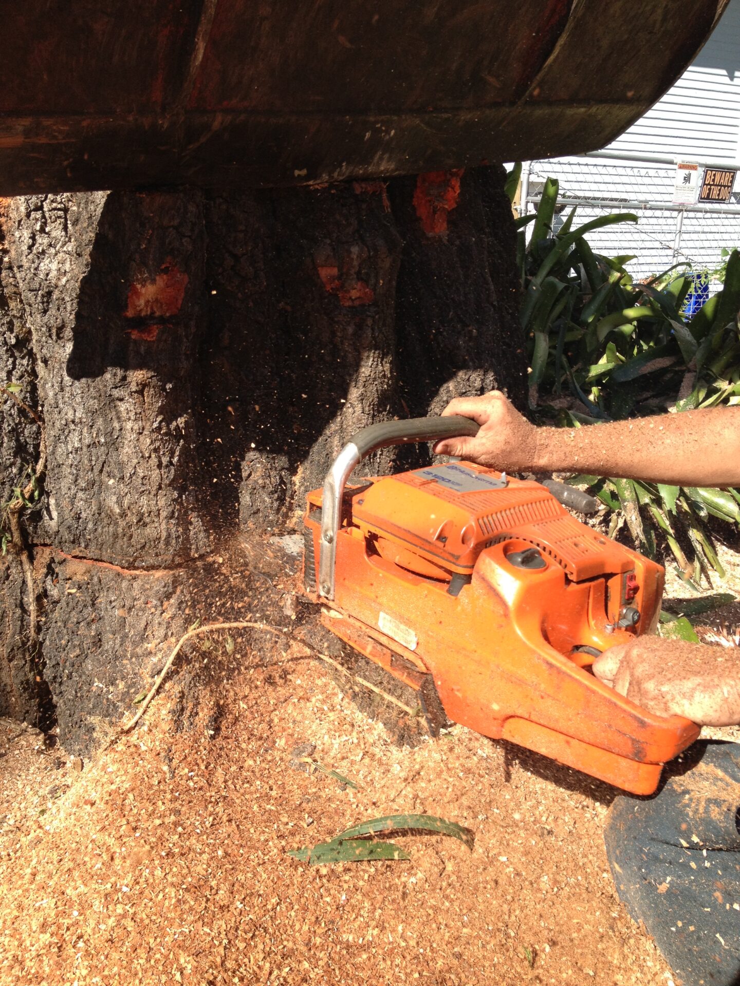 A person uses an orange chainsaw to cut into a large tree trunk. Sawdust is visible, and sunlight casts shadows on the scene.