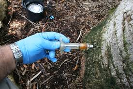 A person wearing gloves injects a substance into a tree trunk using a syringe amidst a natural, wooded environment.