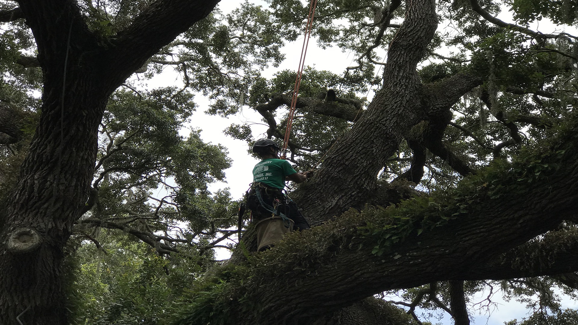 A person in climbing gear ascends a large, leafy tree using ropes, surrounded by dense greenery and natural light filtering through branches.