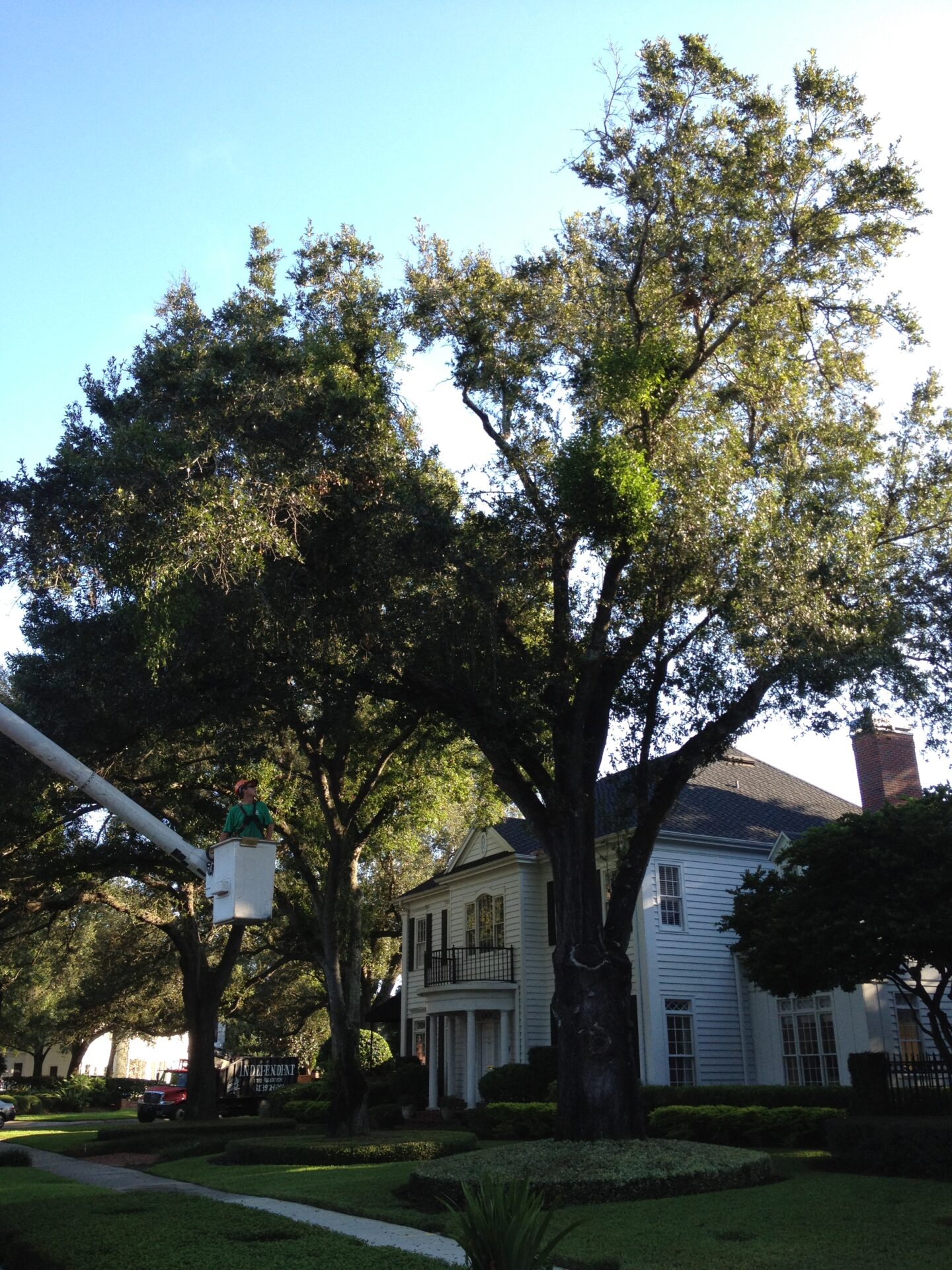A person in a cherry picker trims trees near a large white house with trees and well-kept lawns on a clear day.