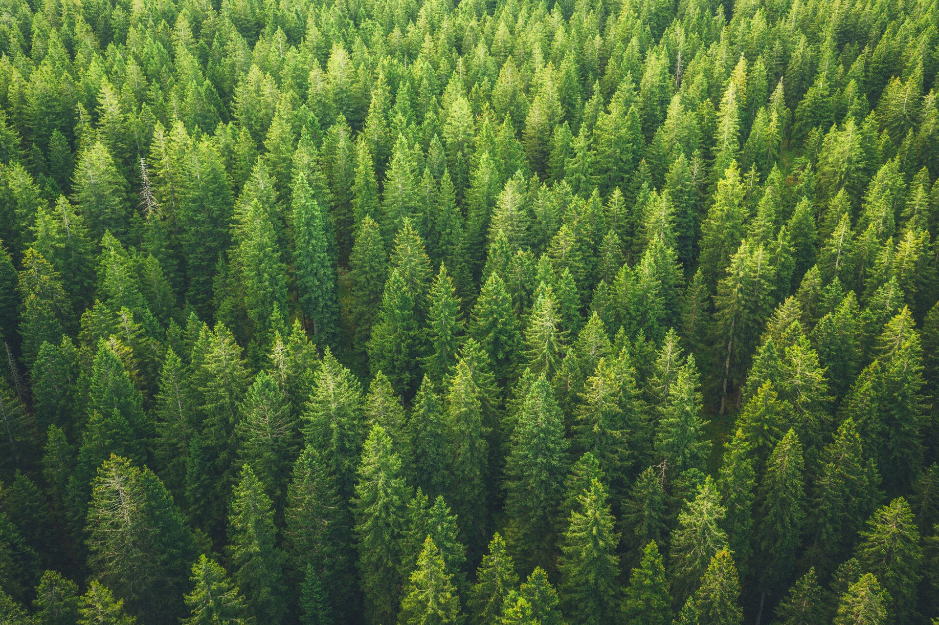 Lush, dense forest with a canopy of various shades of green trees. Aerial view emphasizing natural beauty and tranquility, with no visible landmarks.