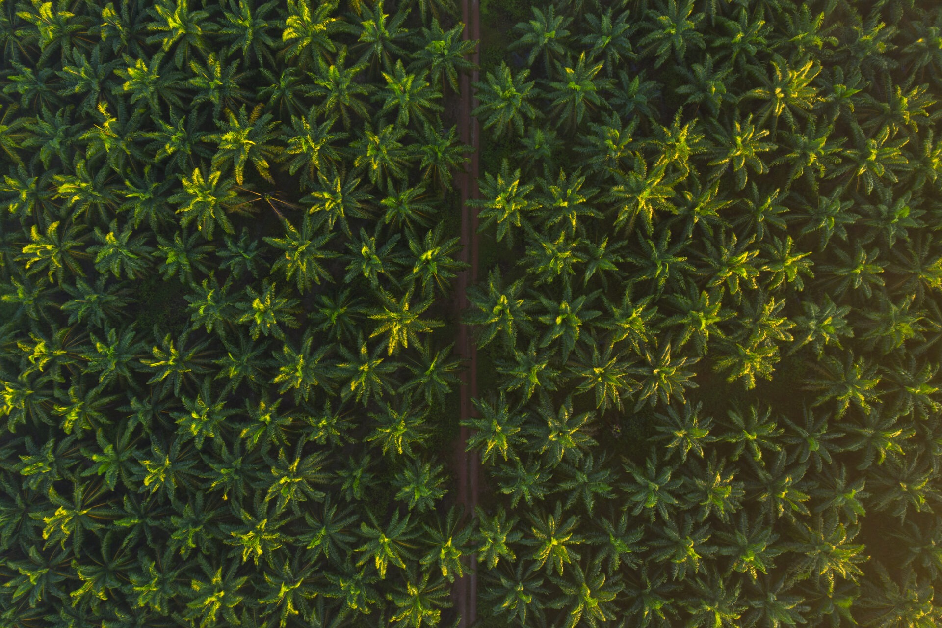 Aerial view of a dense, green palm tree plantation with sunlight filtering through the leaves, creating intricate shadow patterns on the ground.