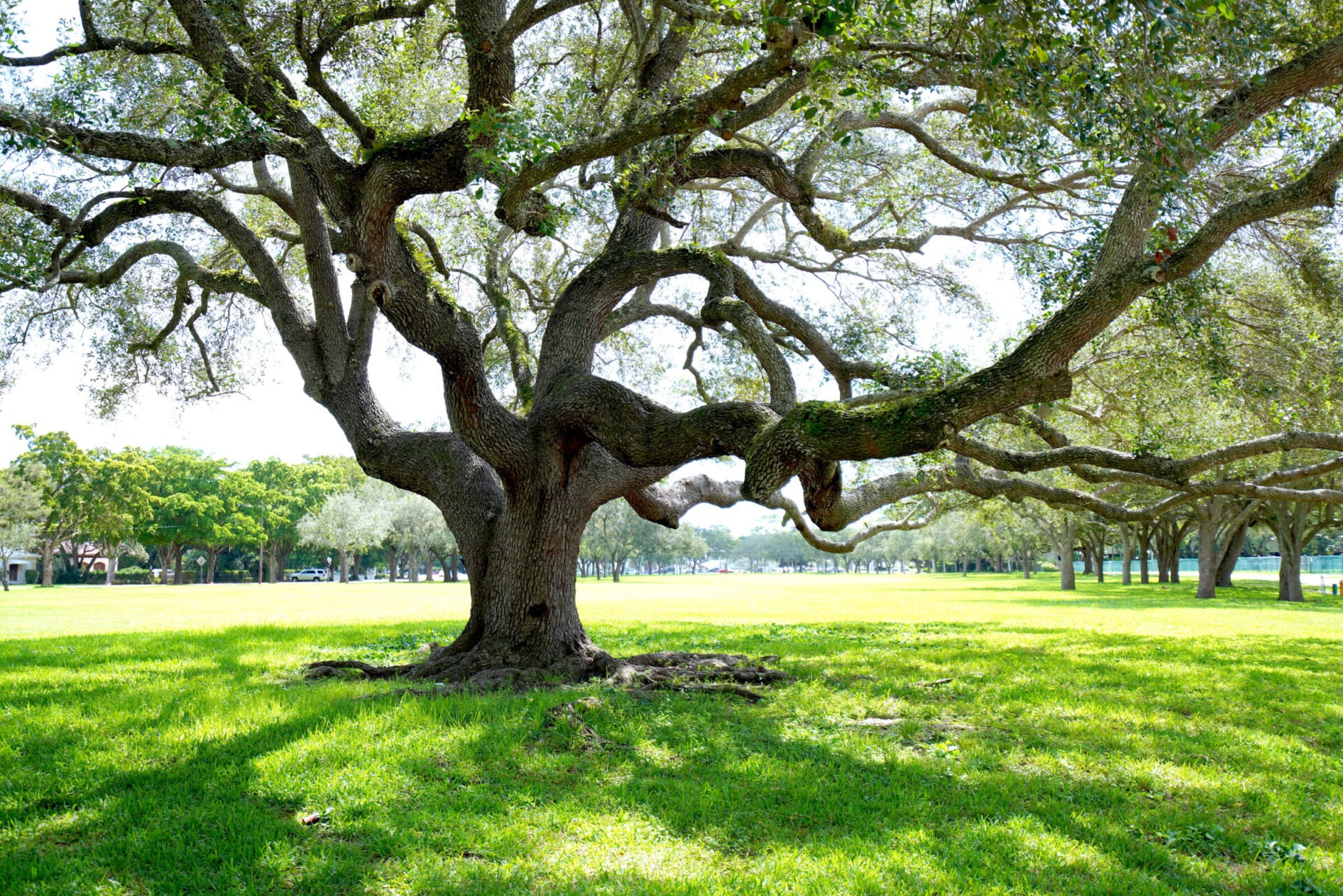 A sprawling oak tree casts dappled shadows on lush green grass in a sunny park. Distant trees line the horizon, enhancing the serene ambiance.