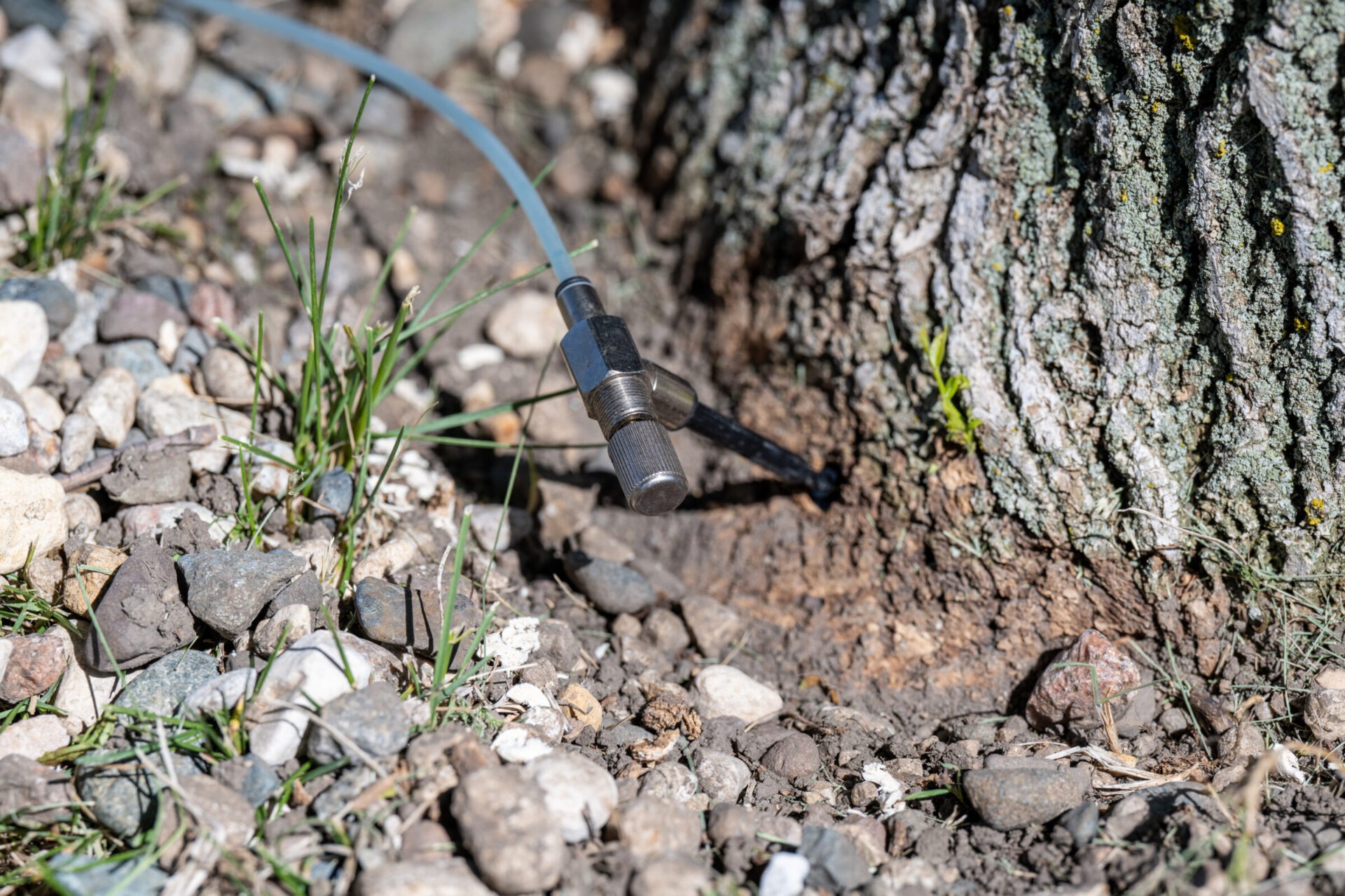 A tap is inserted into a tree trunk among scattered rocks and grass, likely for sap collection or similar extraction.