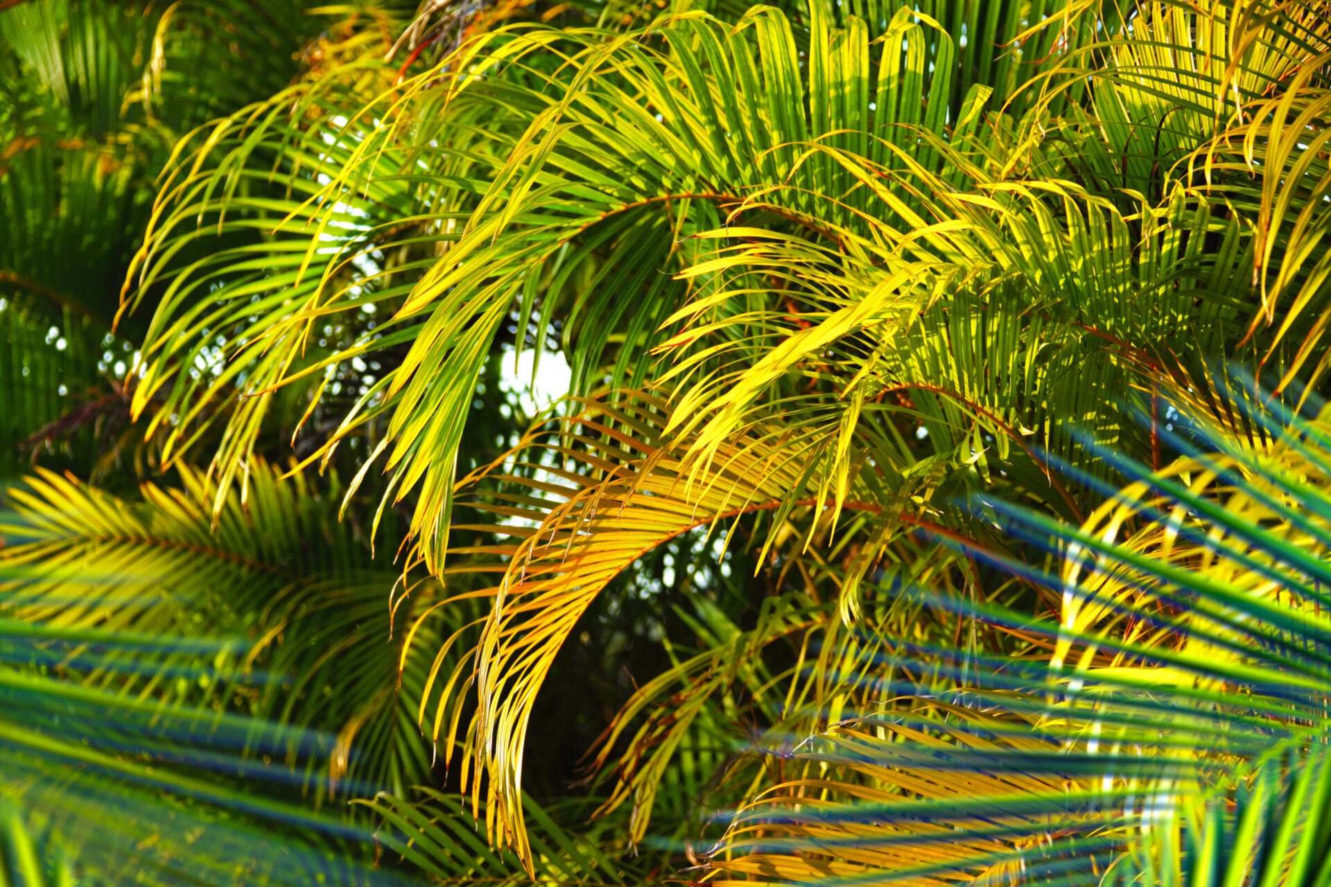 Lush, vibrant palm leaves fill the scene, displaying a mix of green and yellow hues, creating a tropical and serene atmosphere.