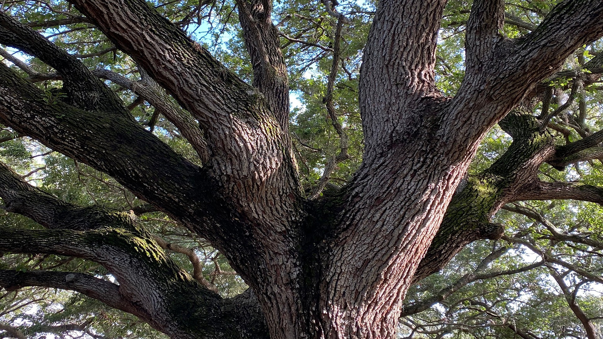 Close-up of a massive, ancient oak tree with sprawling branches and lush green foliage, creating a dense canopy under the sunlight.