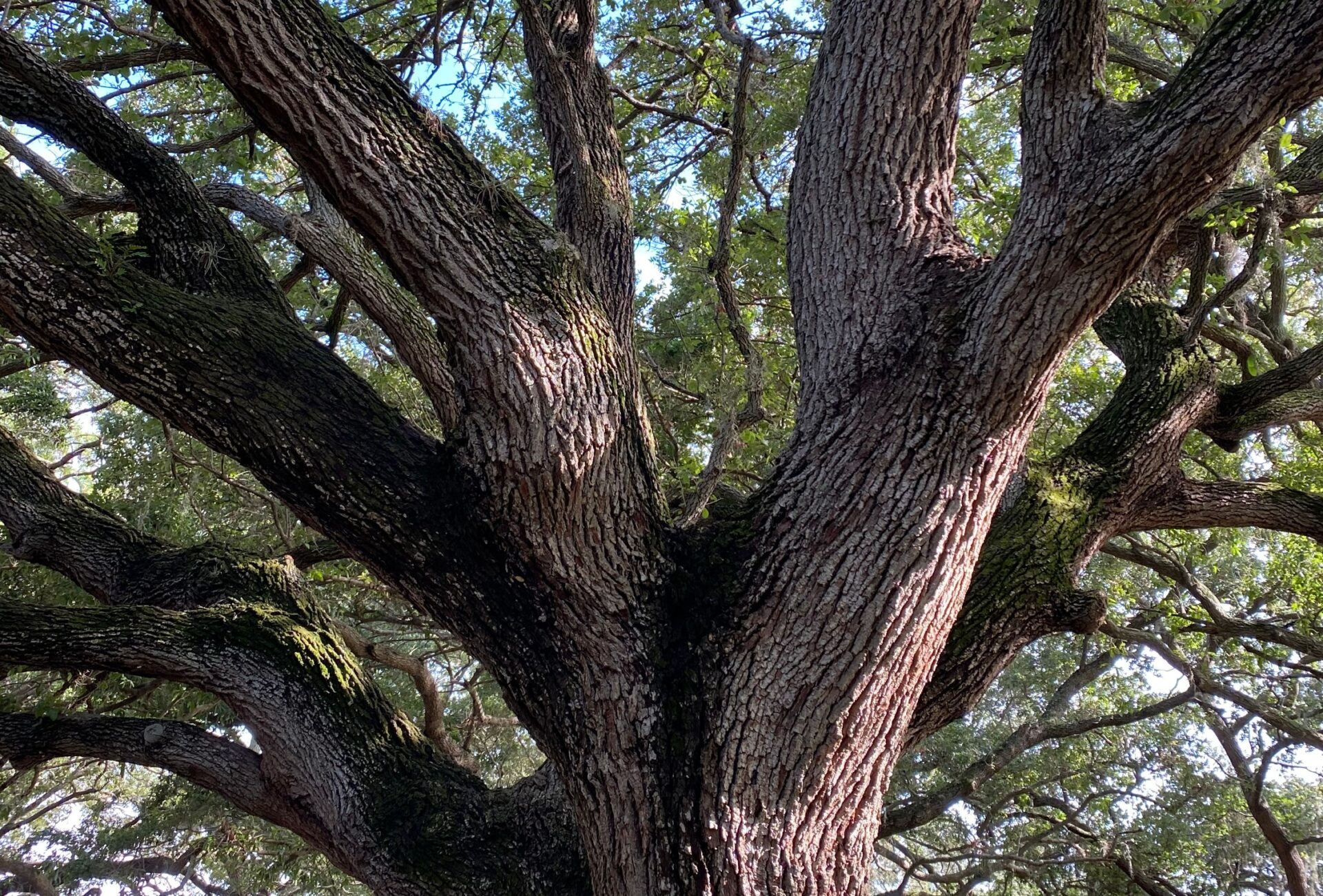 A large oak tree with thick branches and green leaves, spreading out under a clear sky, creating an intricate network of textures and shadows.