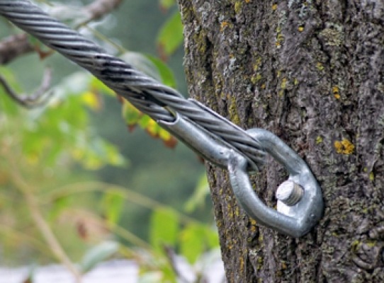 A metal cable is attached to a tree using a sturdy ring and bolt against a backdrop of greenery and blurred background.