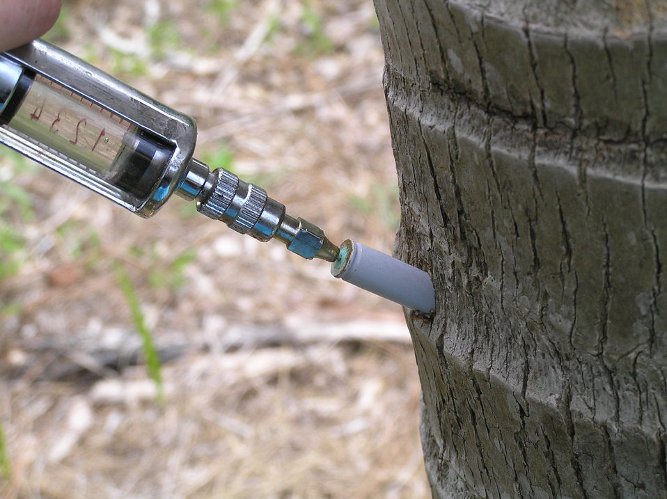 A person injects a liquid into a tree trunk using a syringe-like tool, apparently for horticultural purposes, against a blurred natural background.