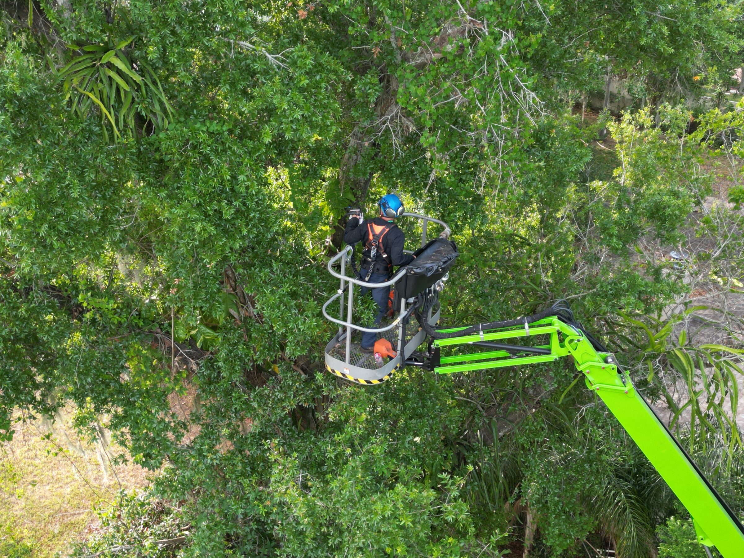 Two persons wearing helmets and safety gear in a green cherry picker, trimming branches in a tall, leafy tree. Lush foliage surrounds them.