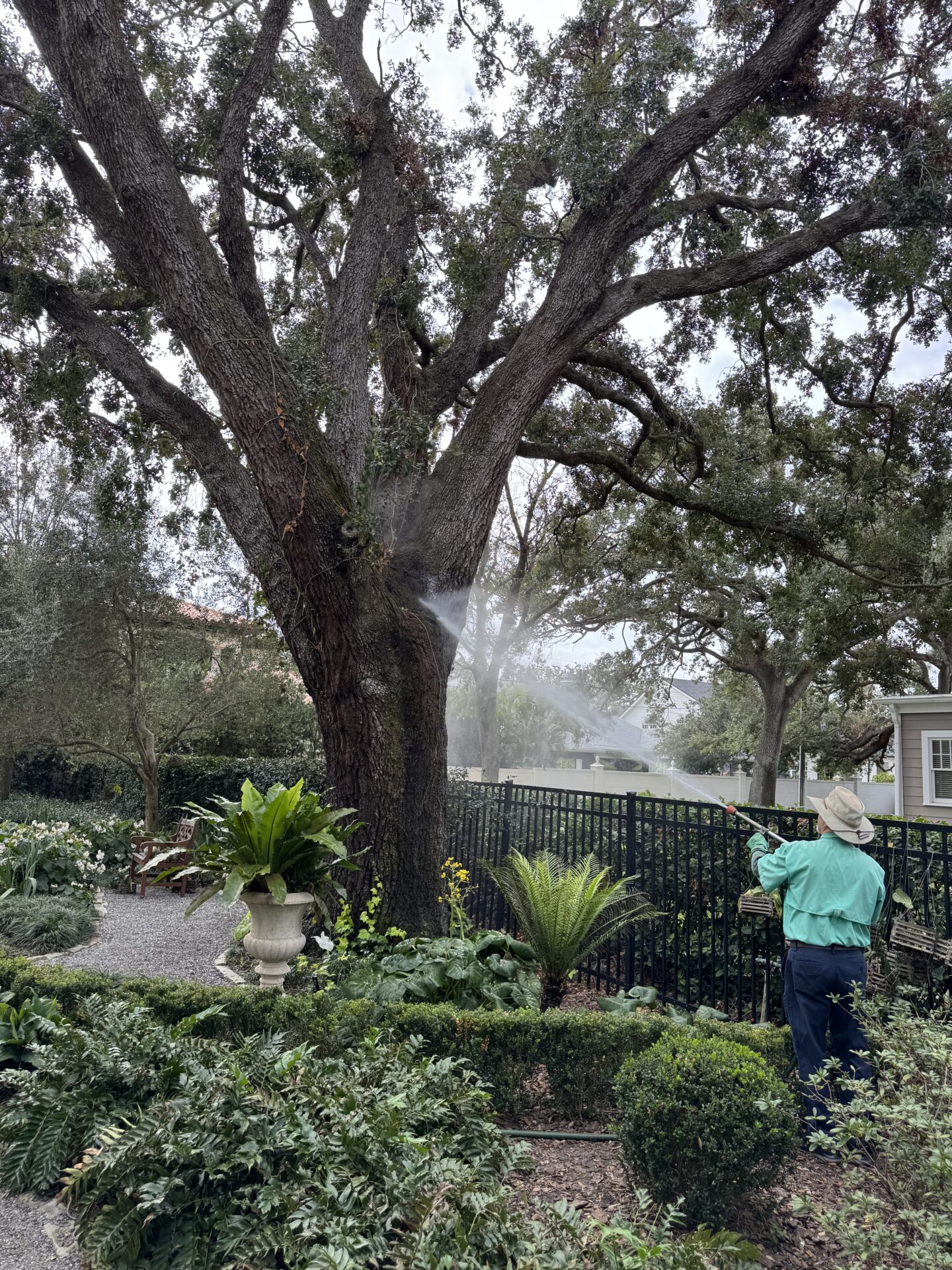 A person in a hat waters a large tree in a well-maintained garden, surrounded by lush greenery and shrubs.