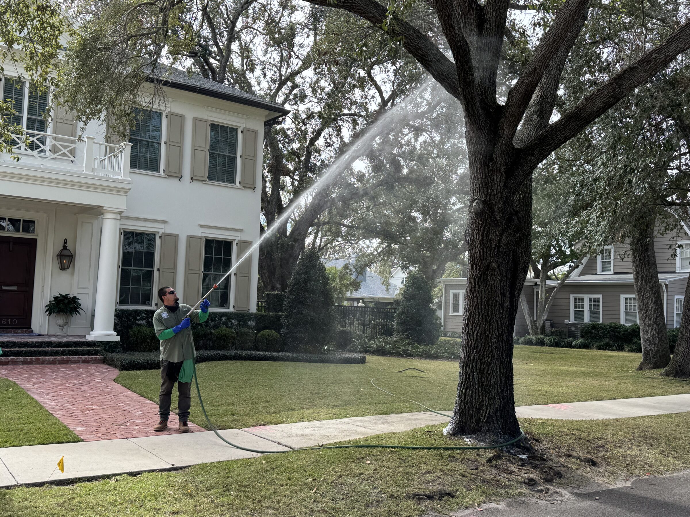 A person is watering a large tree with a long hose in front of a residential house, surrounded by grass and walkways.