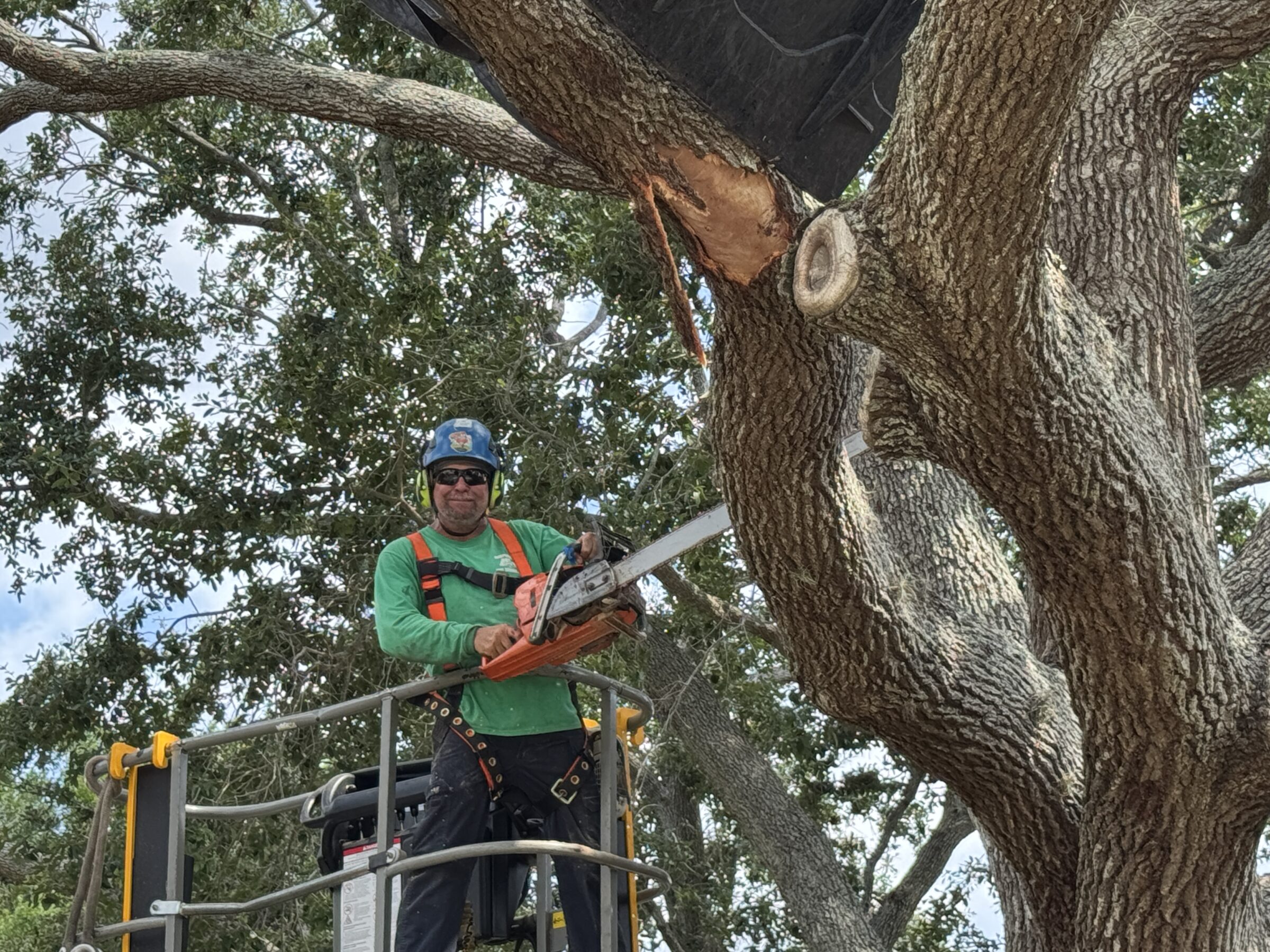 A person in safety gear uses a chainsaw to cut a large tree branch while standing on a raised platform.
